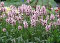 Stachys Officinalis
